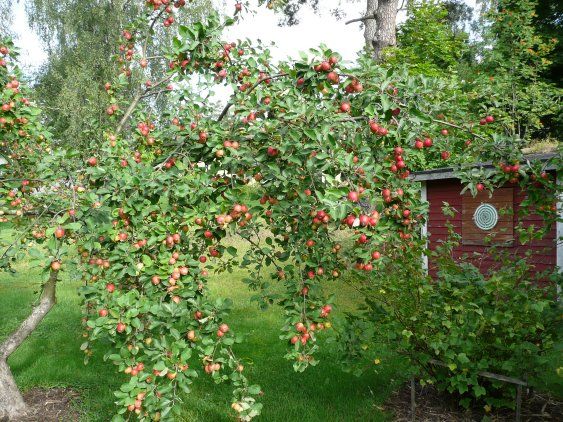 Omenapuun oksa täynnä omenoita