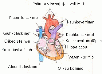 Sydämen rakenne
